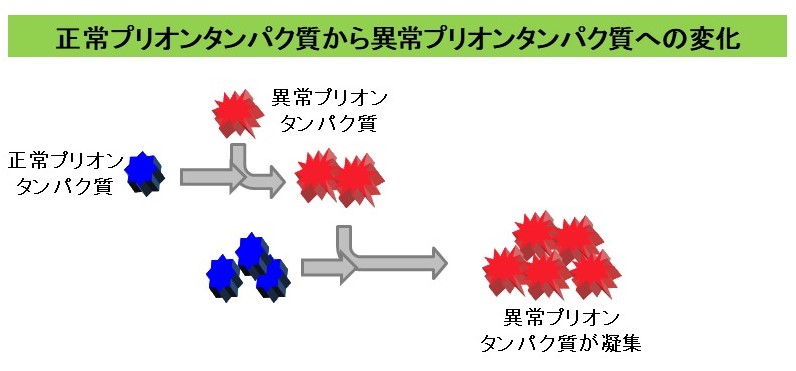 正常プリオンたんぱく質から以上プリオンたんぱく質への変化