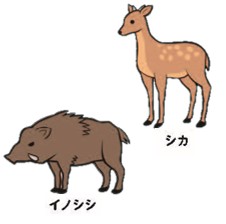 イノシシ、シカ