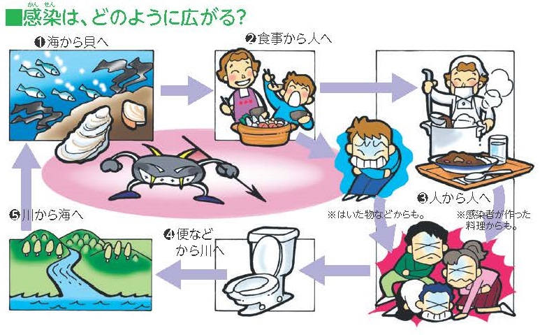 ノロウイルス広がり解説図