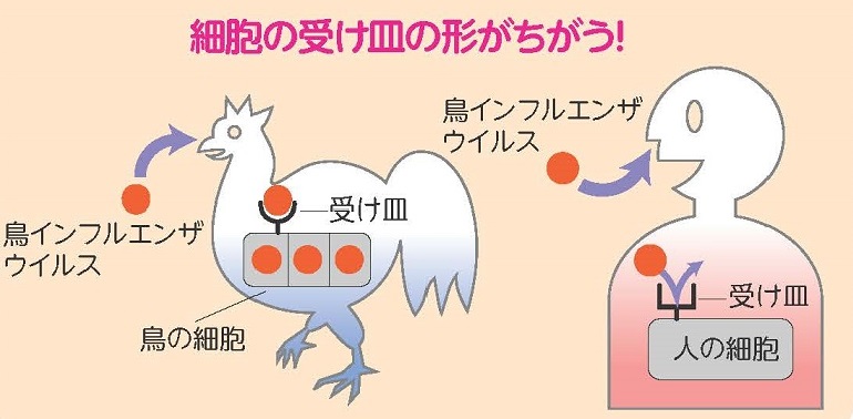 インフルエンザ 千葉 鳥